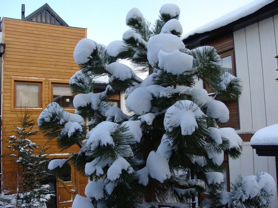 Aparthotel Del Bosque Ushuaia